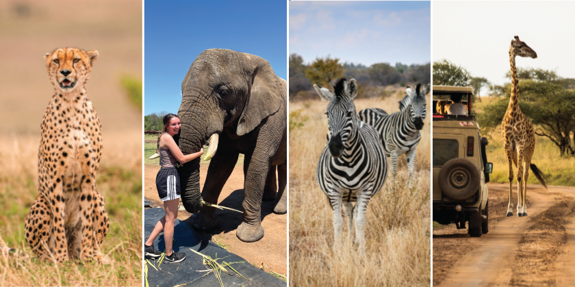 Cheetah, woman with elephant, zebra, giraffo on photo safari in South Africa